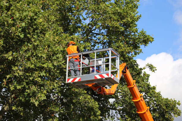 How Our Tree Care Process Works  in  Evergreen, MT